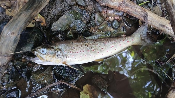 Fish kill in Cork