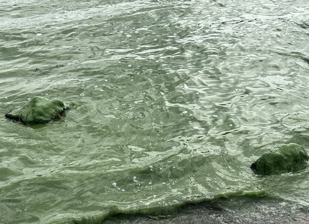 Close up image of water at the lough affected by green algae