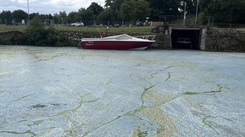 Large blooms of blue-green algae stretch along much of the shoreline of the largest freshwater lake in Ireland and Britain