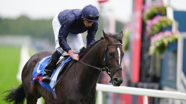 Lambourn ridden by Ryan Moore going to post before the 2025 Great Voltigeur Stakes