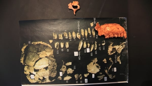 Partial skeleton remains of a female human ancestor named of 'Lucy' lays on display on a table