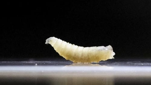 Screwworms are parasitic flies whose females lay eggs in wounds on any warm-blooded animal