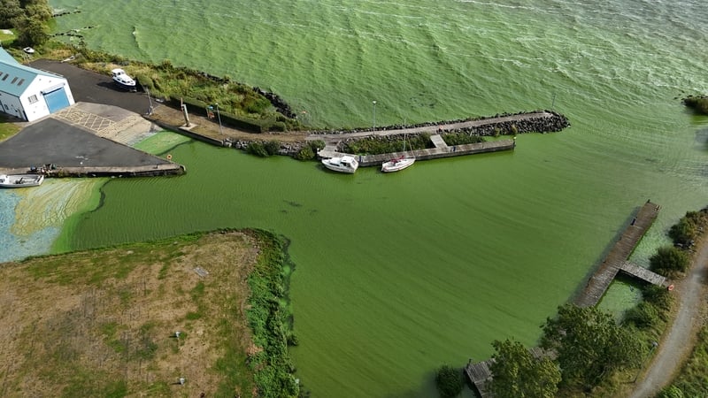 Blue-green algae returned to Lough Neagh in the centre of Northern Ireland this week for the third summer in a row