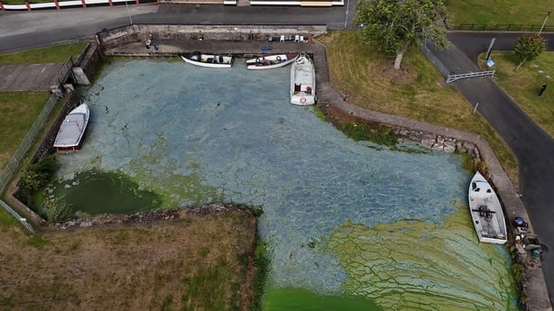 A picture of blue-green algae at Battery Harbour on Lough Neagh near Cookstown in Co Tyrone
