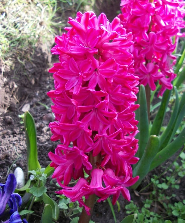 Pink flowers growing in a pot
