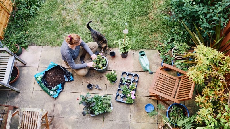 elevated view of a woman sitting on a patio in her garden potting plants in spring.
