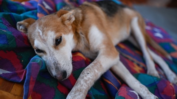 Interior portrait of an injured young rescued dog laying on a colorful blanket