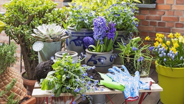 Planting of various springtime flowers in balcony garden