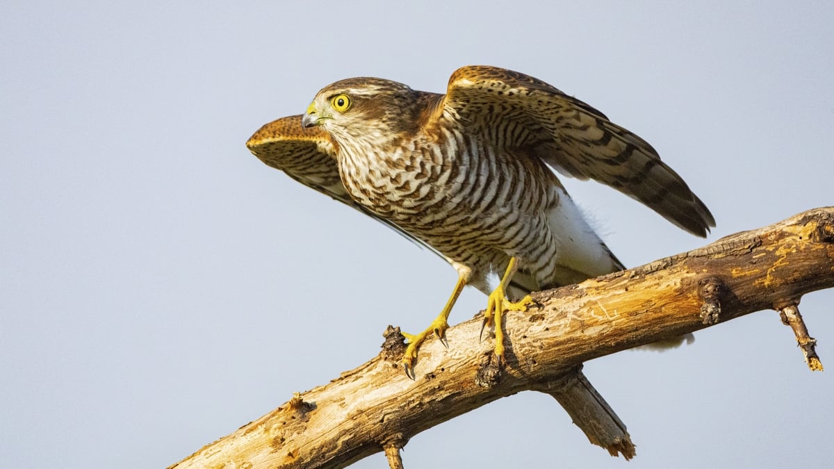 Noisy Sparrowhawks