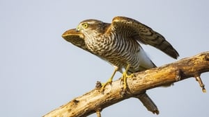 Noisy Sparrowhawks  show image