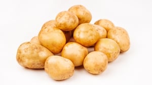 Shannen Healy - Jackets Made from Potatoes show image