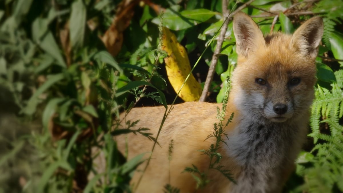 Who's outfoxing car owners with chewed cables?