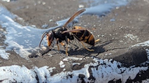 An Asian hornet is an invasive apex insect predator that poses a significant threat to wildlife