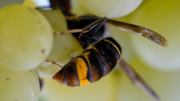 An image of an Asian hornet on a punnet of grapes