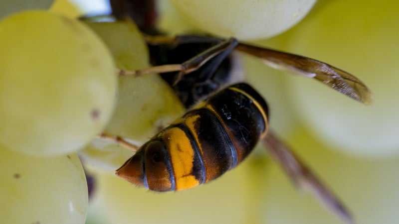 'Over the coming years, it is likely that we will see more Asian hornet nests in Ireland.' Photo: Getty Images