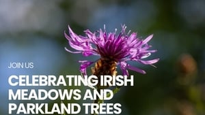 Celebrating Irish Meadows & Parkland Trees show image