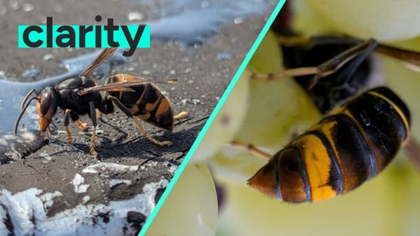 A split-screen image showing two different pictures of an asian hornet, which is a small yellow and black-coloured wasp-like insect