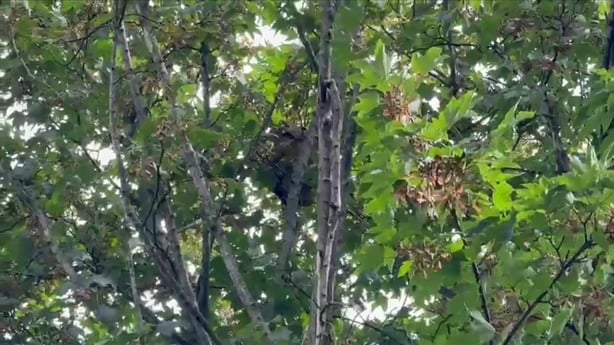 Asian hornet nest in tree
