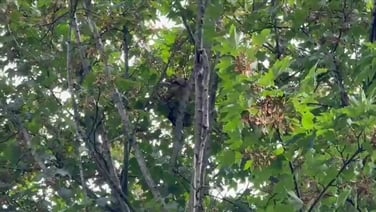 Asian hornet nest located in Cork city following hunt