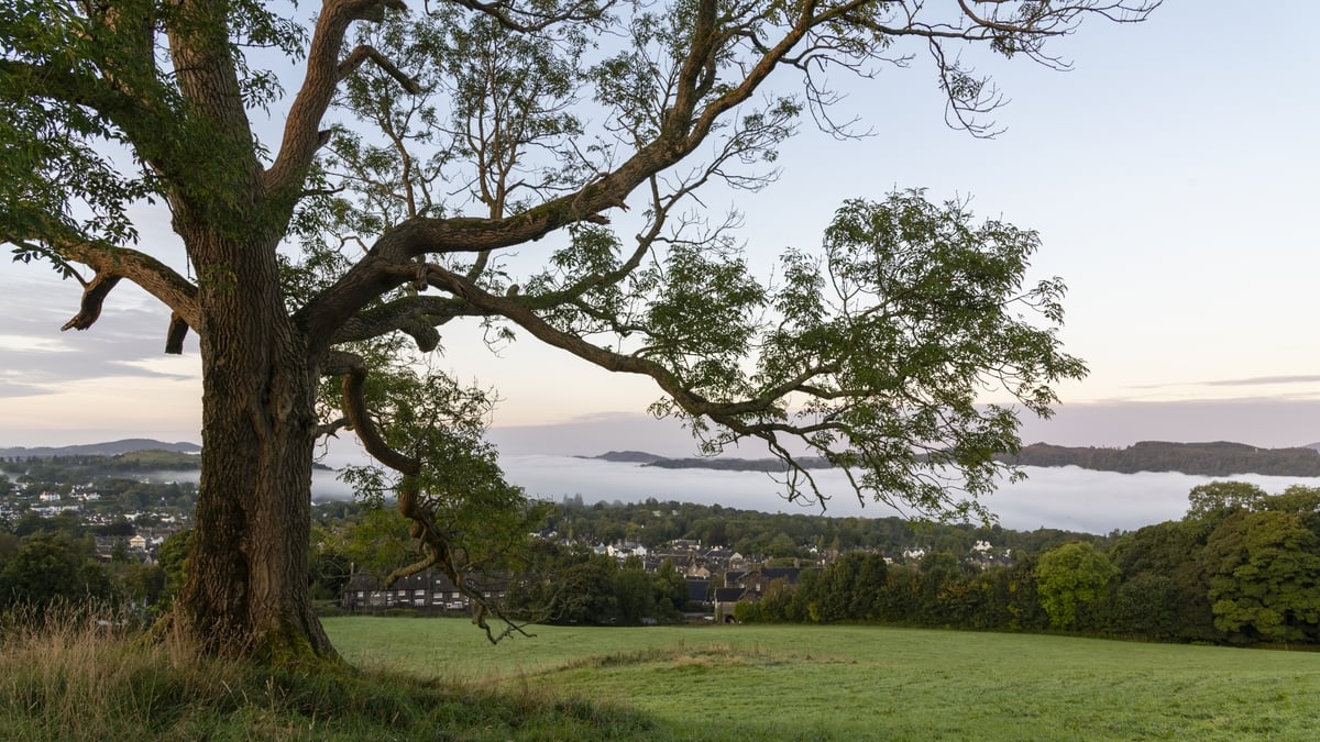 Restoring the Ash tree in the Irish landscape