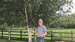 The Spindle Tree turns red  show image