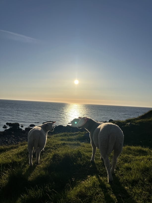 A photo of two horses at sunset