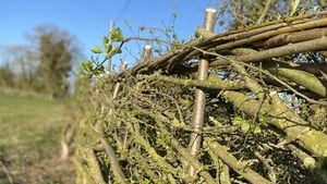 HedgeRow Fest: Hedgerow, Literary & Wellness Weekend show image