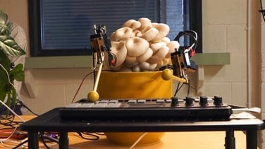 Musical mushrooms: Fungi and plants play instruments via electrical sensors