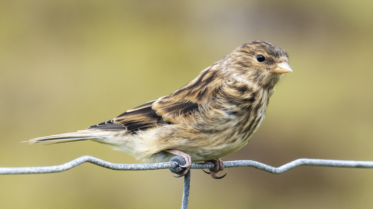 Wings and Bird Detectives: we take a look at BirdWatch Ireland’s membership magazines