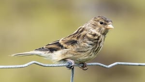 Wings and Bird Detectives: we take a look at BirdWatch Ireland’s membership magazines show image