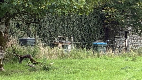 A number of bee hives behind wire at the back of a grassed area