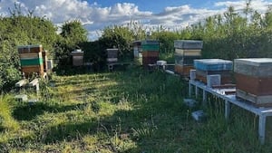Galway public lecture explores natural beekeeping show image