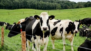 Efforts to eradicate bovine TB show image