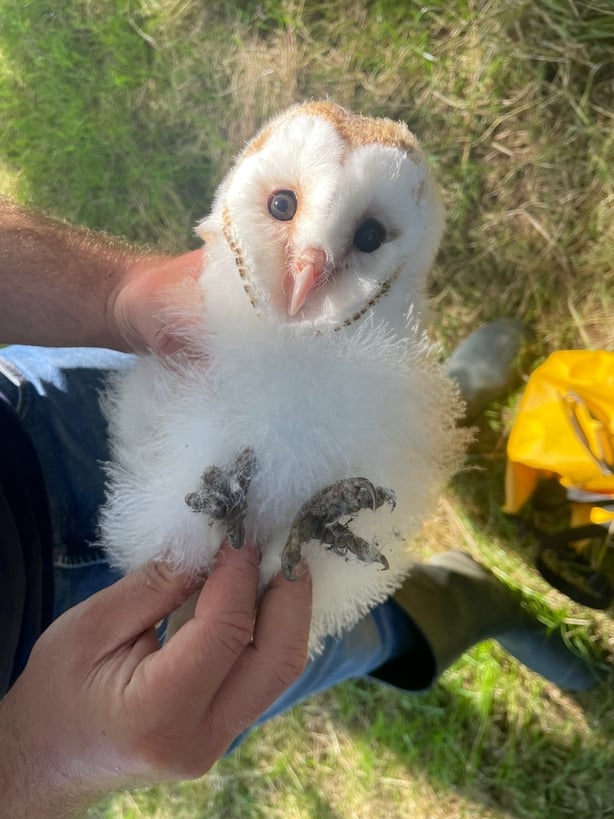 One of last year's barn owl chicks being ringed on the Kelly farm in County Down