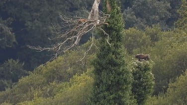 White-tailed eagle birth confirmed in Co Waterford