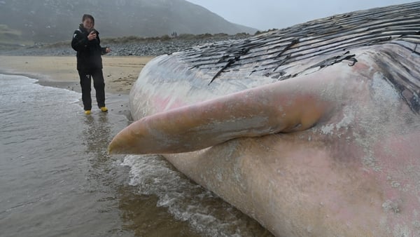 The body of a whale seen beached in Cork