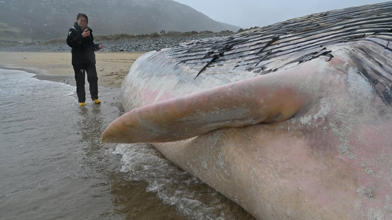 The discovery was made in the Barleycove area yesterday (Pics: Jan Wolstenholme)