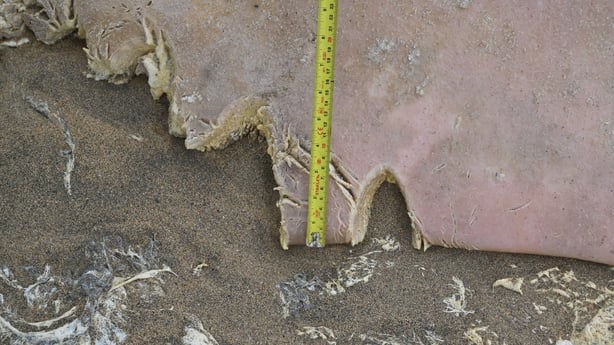 A whales fin is seen with shakr bites