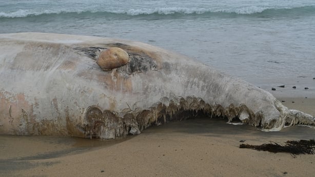 The dead body of a whale is seen on a beac