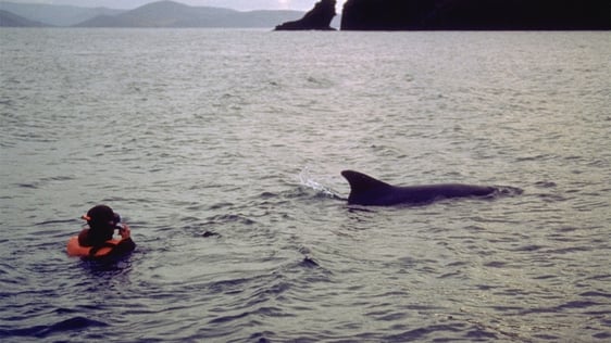 A diver with Fungie the Dolphin in Dingle Harbour, County Kerry, 1988