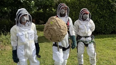 First Asian hornet nest safely removed from Cork city site