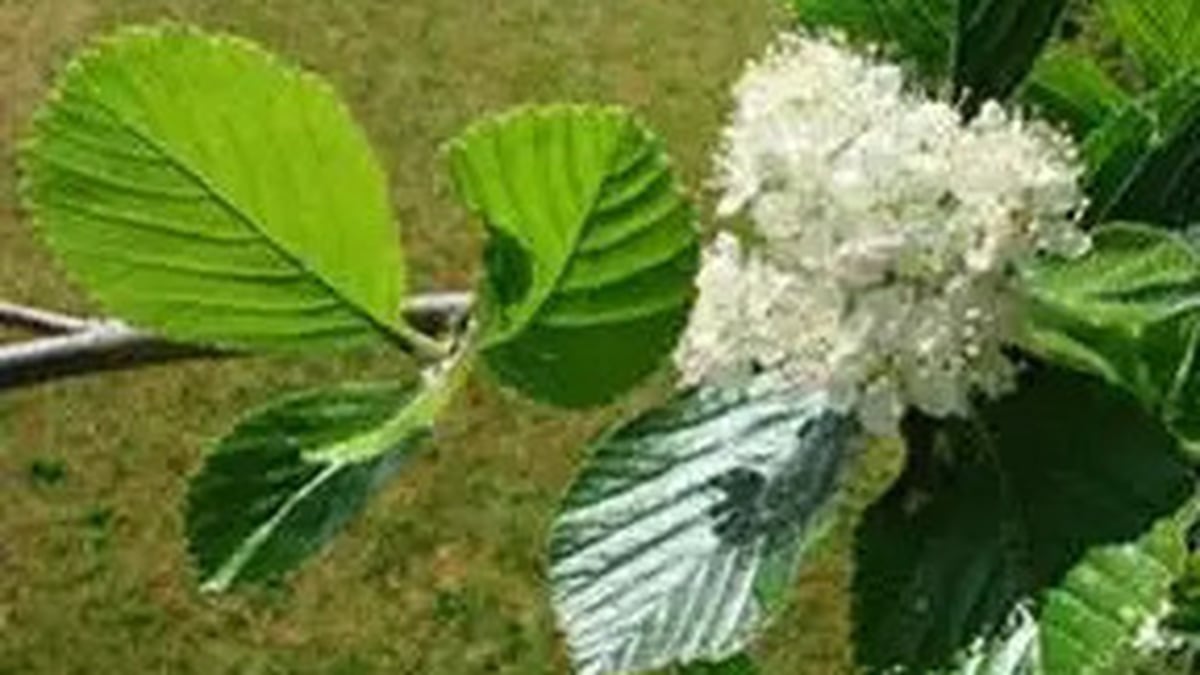 Naturefile - Irish Whitebeam