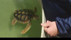 Turtles in Irish waters show image