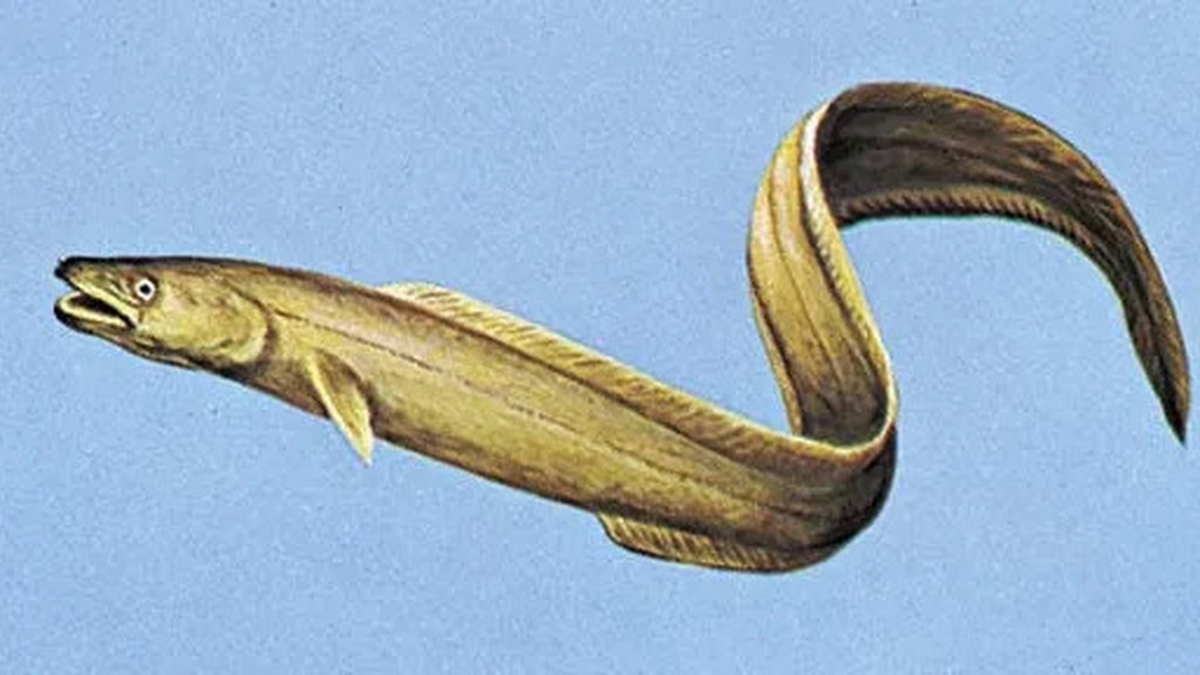 Naturefile - Conger Eels