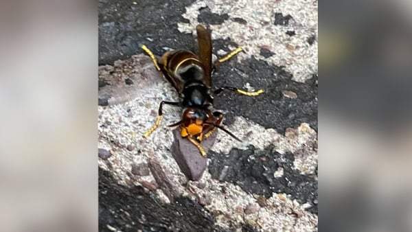 An asian hornet seen on the ground