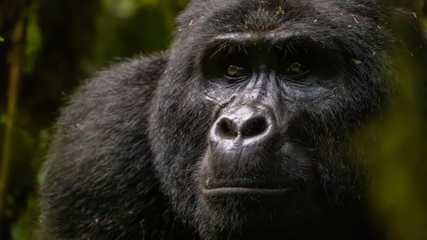 Bwindi Impenetrable National Park, Uganda – A powerful close-up portrait of a Mountain Gorilla (Gorilla beringei beringei) gazing into the distance, its deep-set eyes reflecting intelligence and emotion. This critically endangered great ape is found only in the high-altitude forests of Central and E