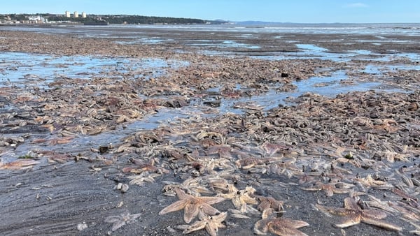 A general view of bodies of thousands of starfish washed up on Kirkcaldy beach in Fife, Scotland