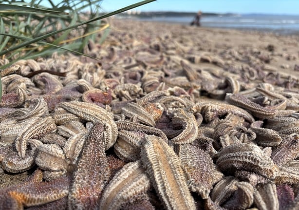 A general view of bodies of thousands of starfish washed up on Kirkcaldy beach in Fife, Scotland.