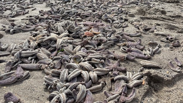 A general view of bodies of thousands of starfish washed up on Kirkcaldy beach in Fife, Scotland.