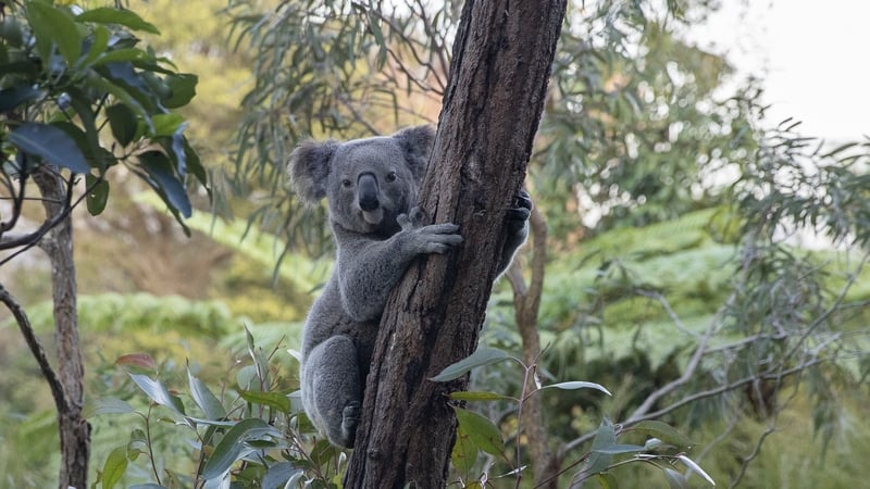 Chlamydia was first observed in koalas about 50 years ago